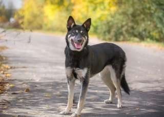 Метис овчарки Ляля ждет хозяина