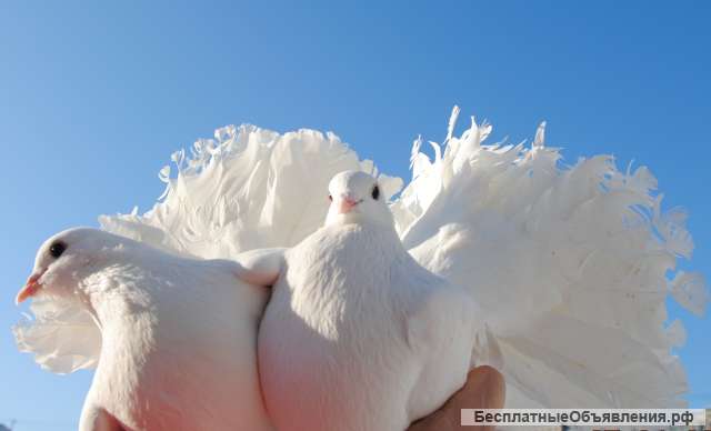 Голуби на Свадьбу и мероприятия