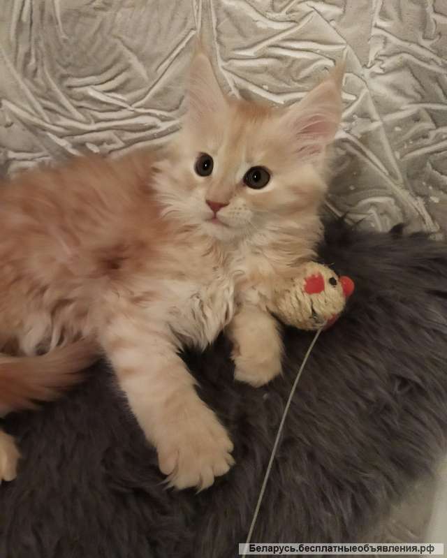 Две девочки мейкун продаю