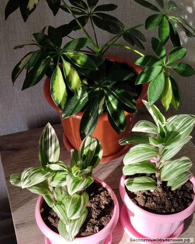 Фикусы Замиокалькус