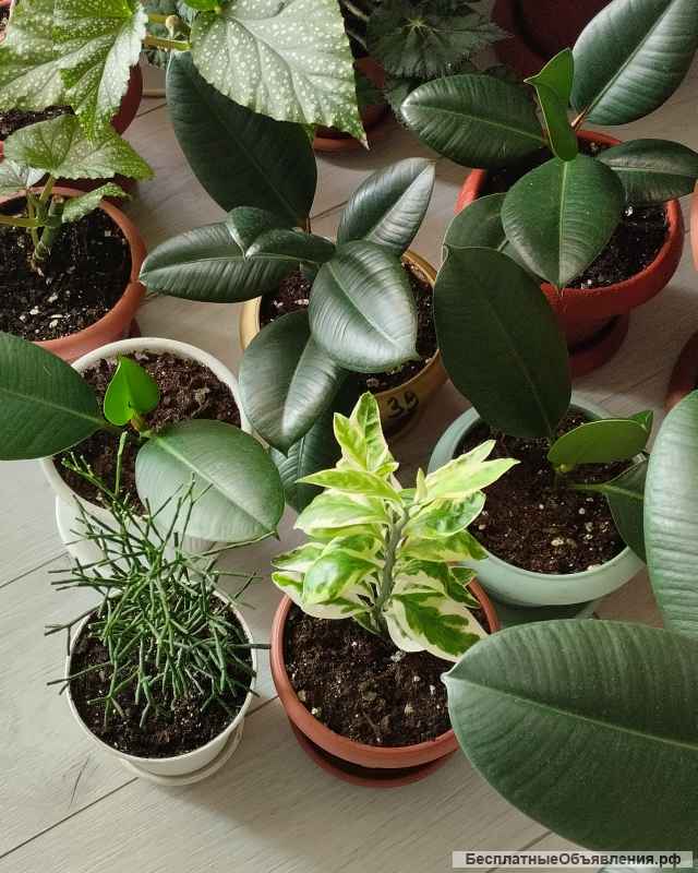 Фикусы Замиокалькус