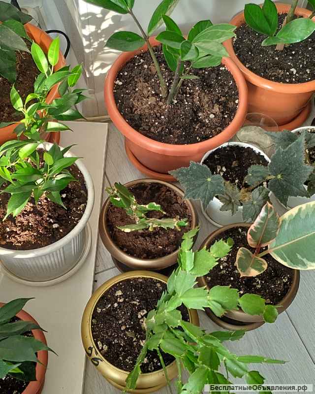 Фикусы Замиокалькус