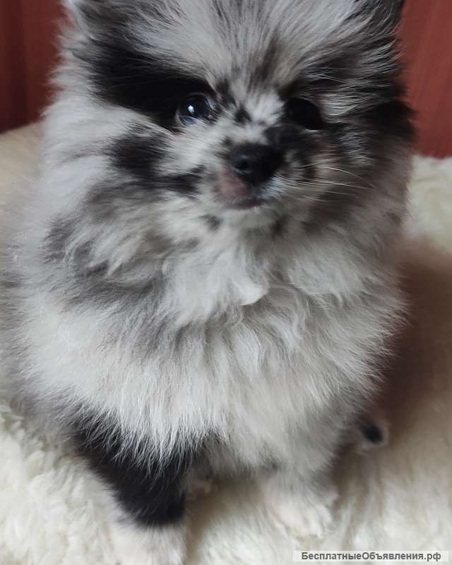 Девочки померанского шпица