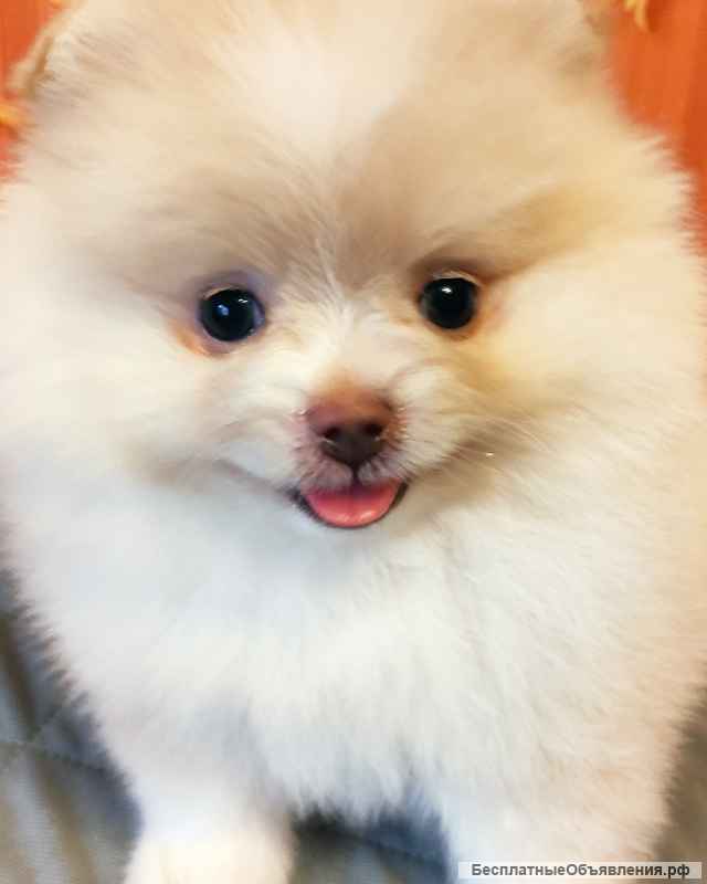 Девочки померанского шпица