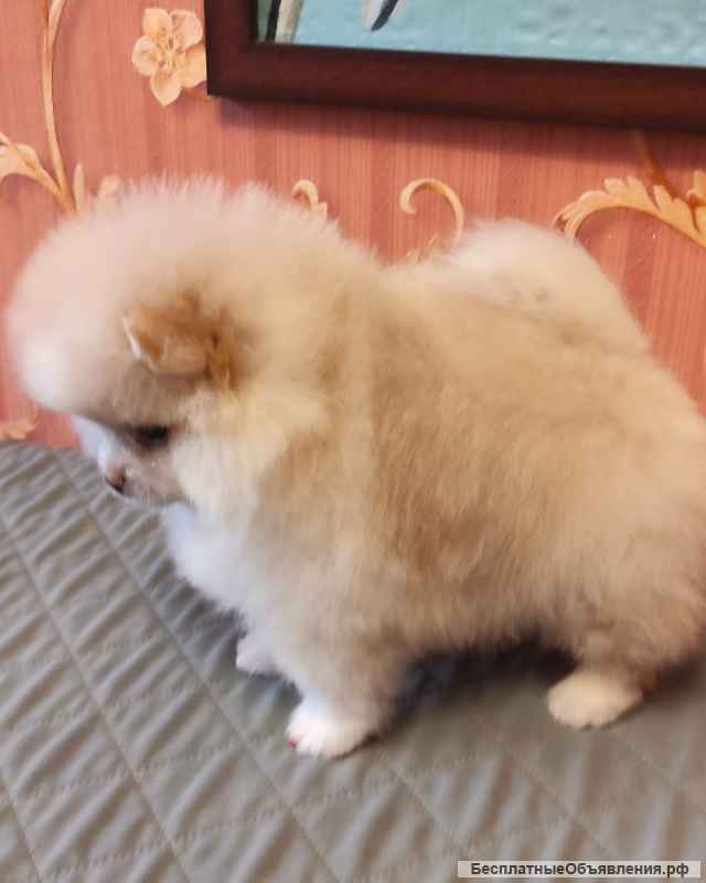 Девочки померанского шпица