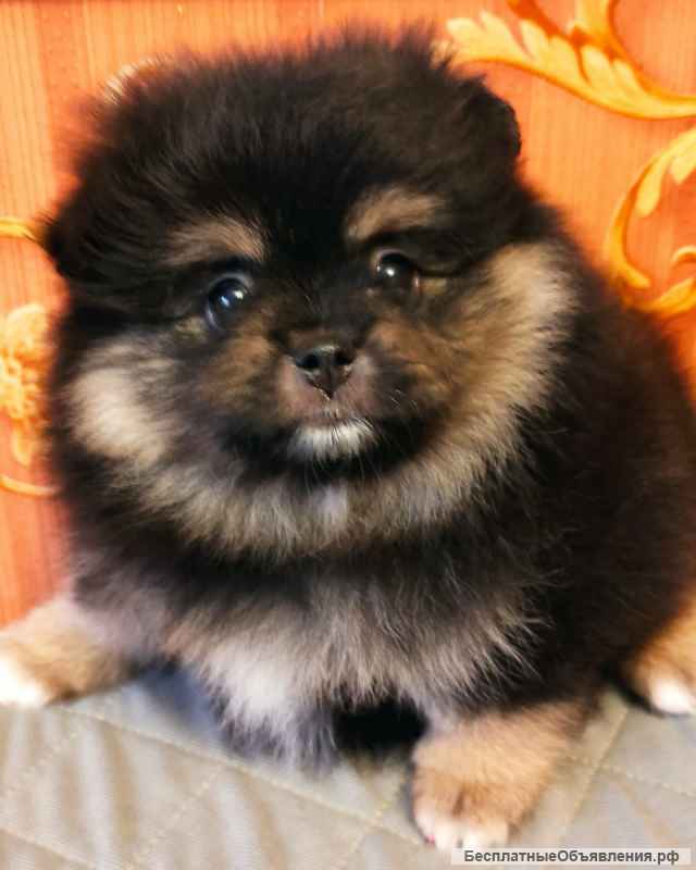 Девочки померанского шпица