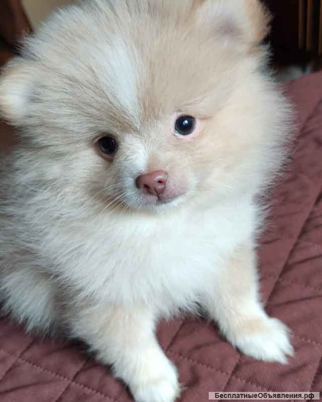 Девочки померанского шпица