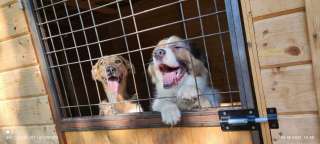 Классная парочка очень хочет домой