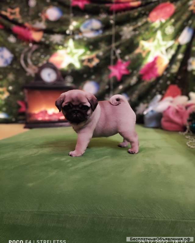 Мопсо-детки