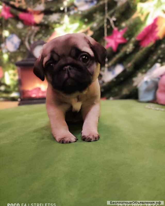 Мопсо-детки