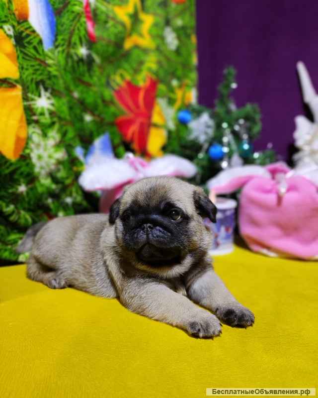 Мопсо-детки