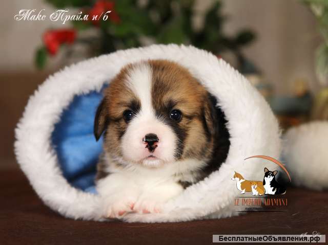 Вельш-корги пемброк Щенки