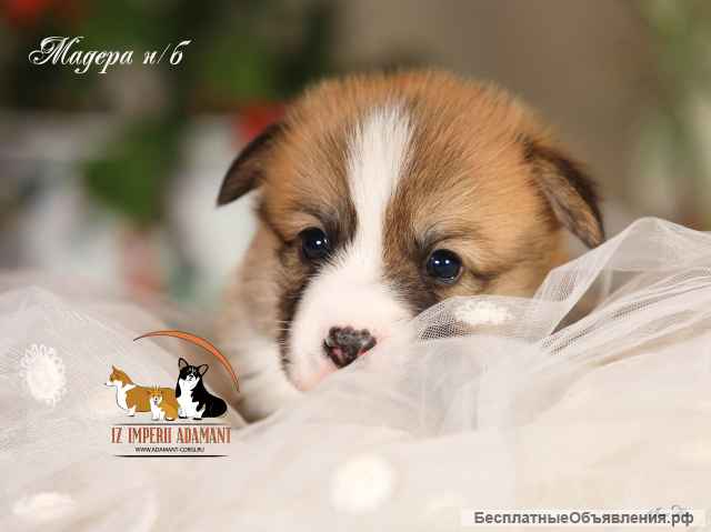 Вельш-корги пемброк Щенки