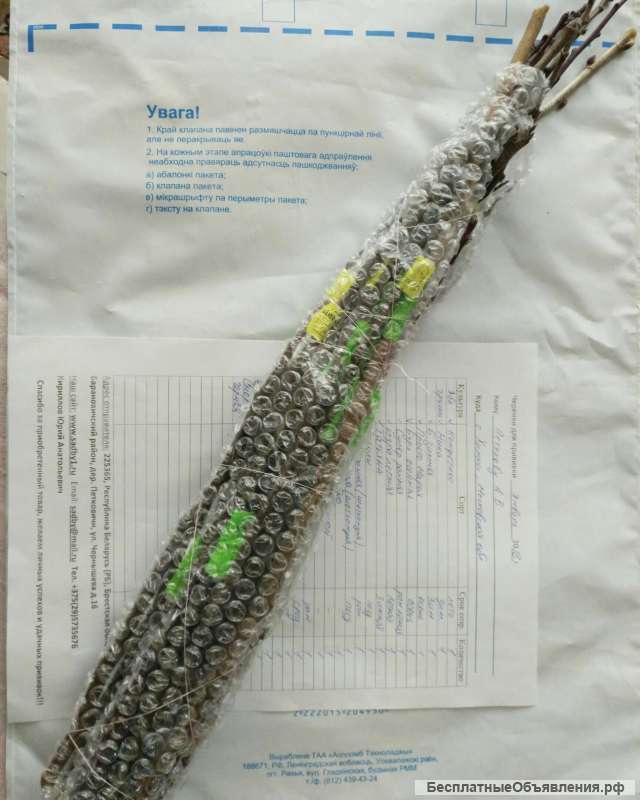 Черенки для прививки из Беларуси