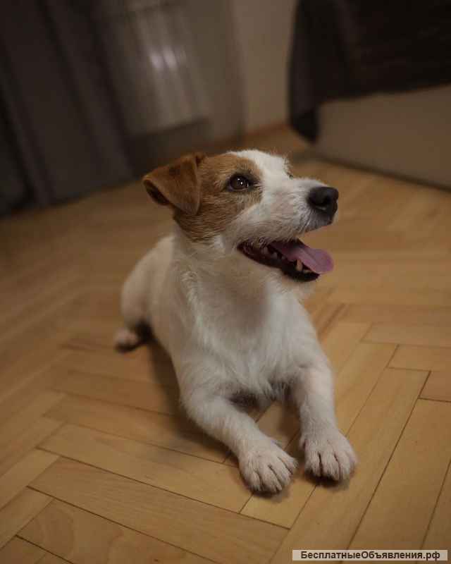 Щенок Джек Рассел Терьера (девочка)