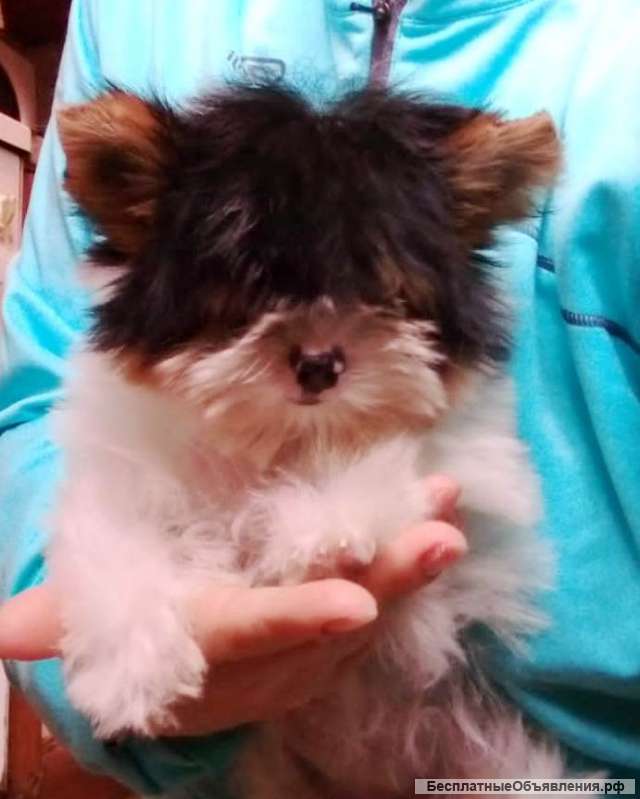 Мини девочка бивер йорка, доставка