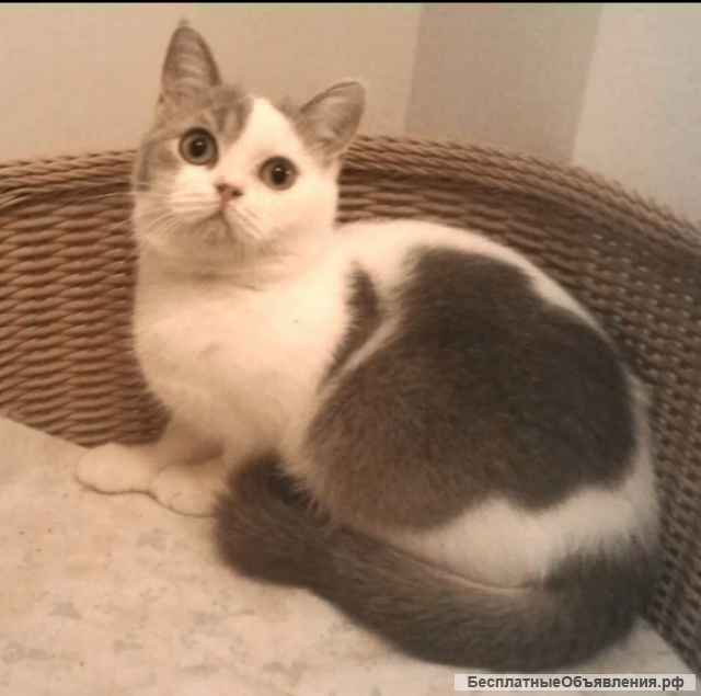 Кошечки пушистые подружки