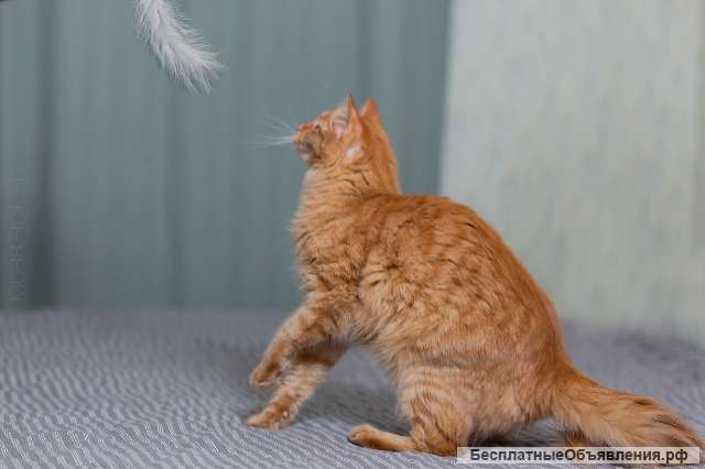Рыжая утонченная и интеллигентная кошка Тыква