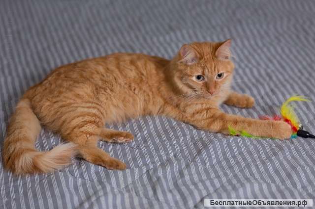 Рыжая утонченная и интеллигентная кошка Тыква