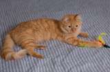 Рыжая утонченная и интеллигентная кошка Тыква