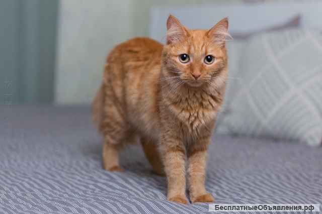 Рыжая утонченная и интеллигентная кошка Тыква