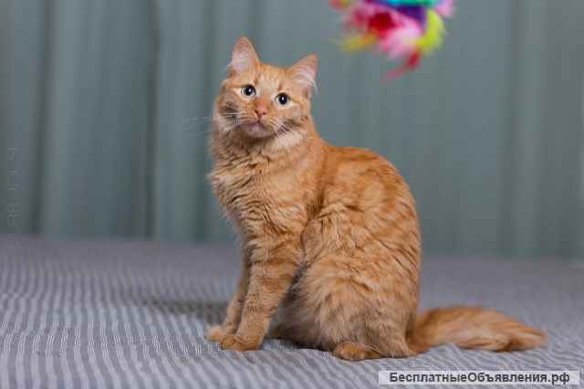 Рыжая утонченная и интеллигентная кошка Тыква