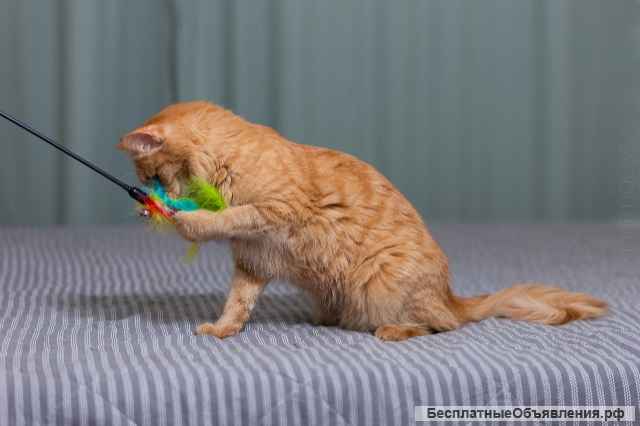 Рыжая утонченная и интеллигентная кошка Тыква