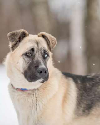 Крупный щенок Рэм в добрые руки