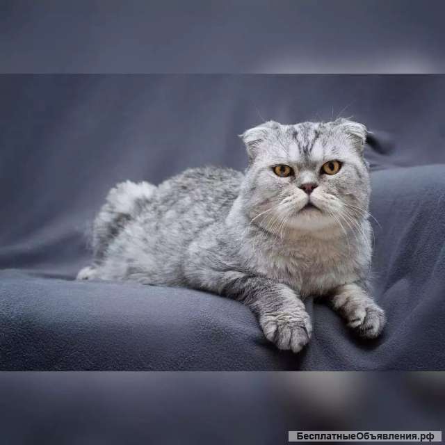 Умный и красивый кот Маркиз в добрые руки