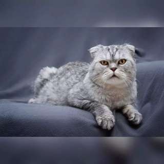 Умный и красивый кот Маркиз в добрые руки