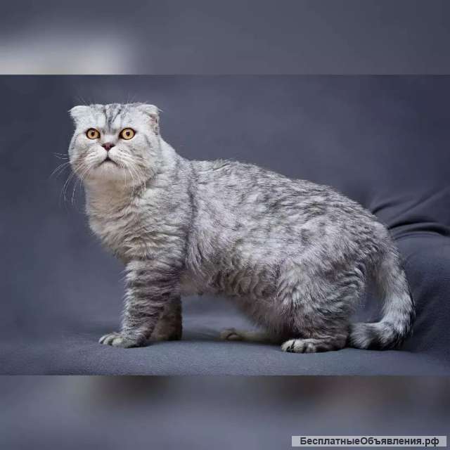 Умный и красивый кот Маркиз в добрые руки