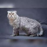 Умный и красивый кот Маркиз в добрые руки