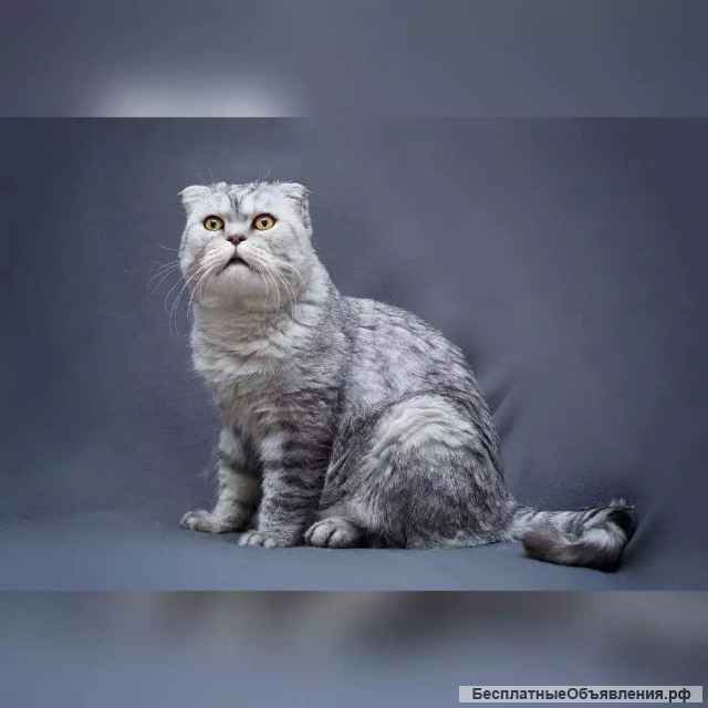 Умный и красивый кот Маркиз в добрые руки