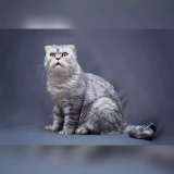 Умный и красивый кот Маркиз в добрые руки