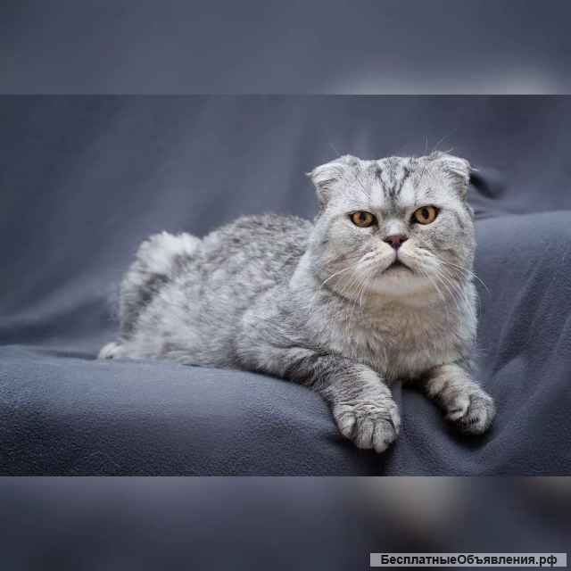 Умный и красивый кот Маркиз в добрые руки