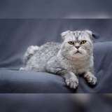 Умный и красивый кот Маркиз в добрые руки