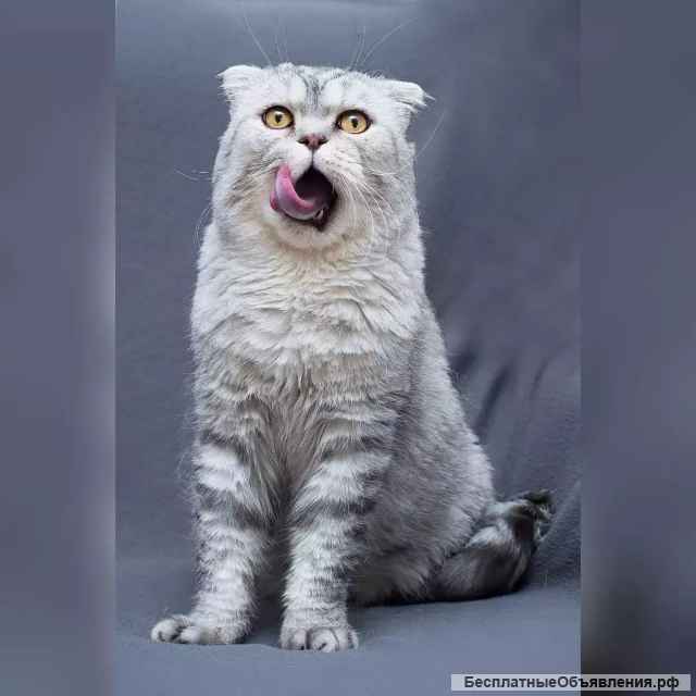 Умный и красивый кот Маркиз в добрые руки