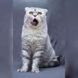 Умный и красивый кот Маркиз в добрые руки