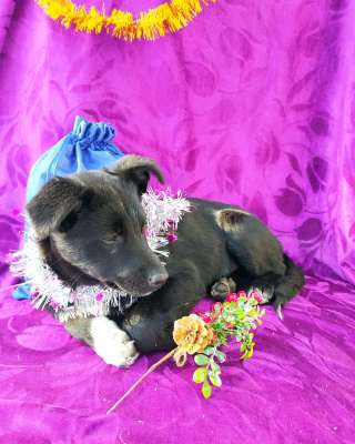 Фейерверк эмоций Белочка