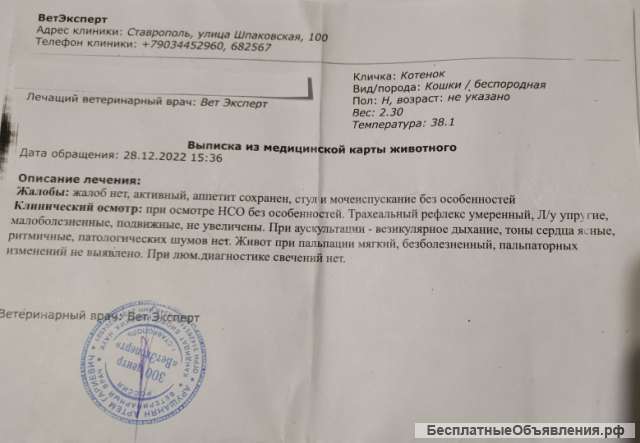 Потеряшка ищет старого/нового хозяина