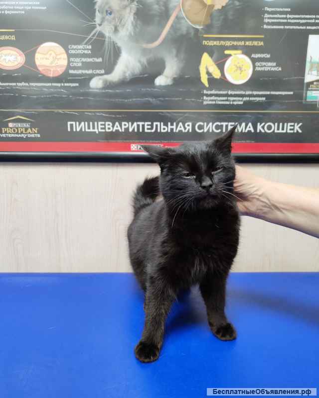 Потеряшка ищет старого/нового хозяина