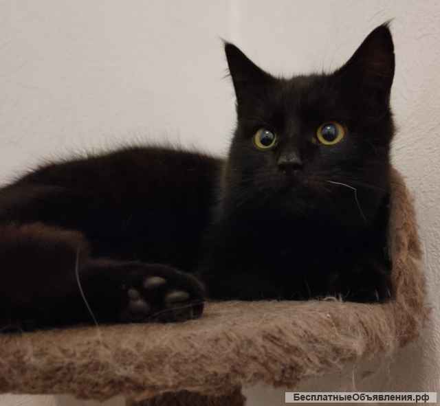 Потеряшка ищет старого/нового хозяина