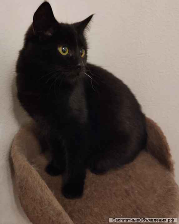 Потеряшка ищет старого/нового хозяина