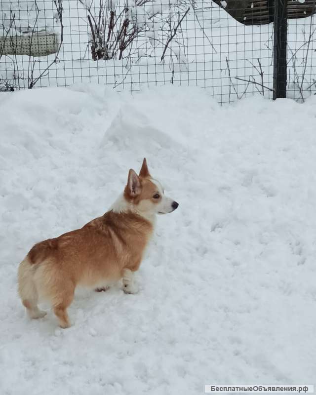 Вельш-корги-пемброк. Кобели подростки