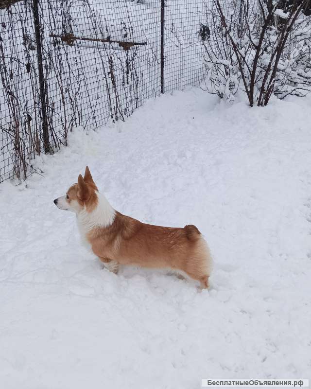 Вельш-корги-пемброк. Кобели подростки
