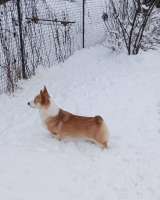 Вельш-корги-пемброк. Кобели подростки