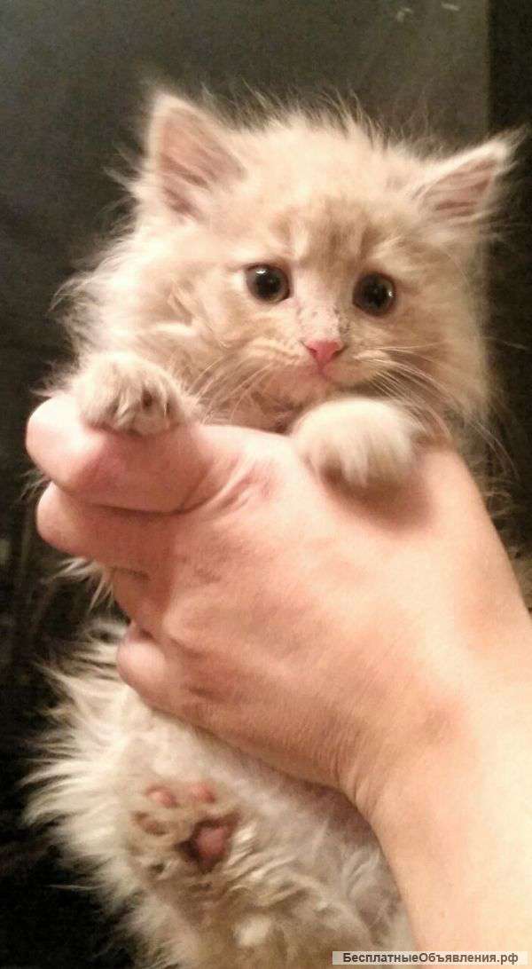 Замечательная кошечка