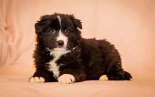 Верный друг крупный щенок Миша в добрые руки