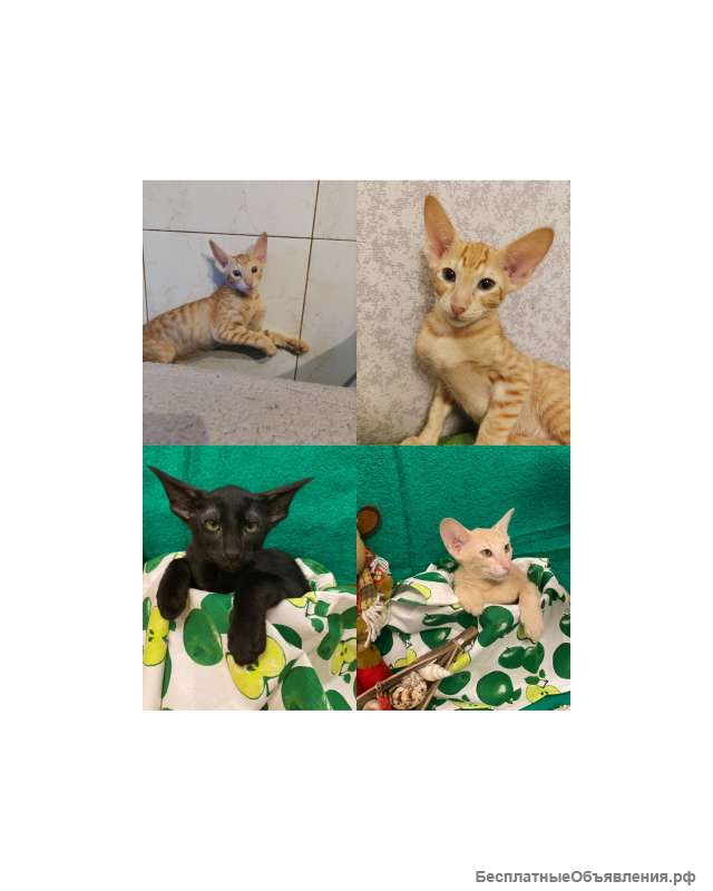 Ориентальные мальчишки