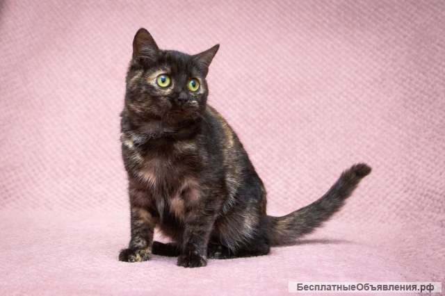 Милейший котенок Софи в добрые руки